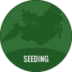 seeding